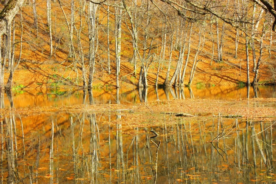 yedigöller, sonbahar rotaları, yedigöller fotoğrafları, yedigöller ulaşım, yedigöller bungalov evler, yedigöllerin isimleri, sonbaharda gidilecek yerler