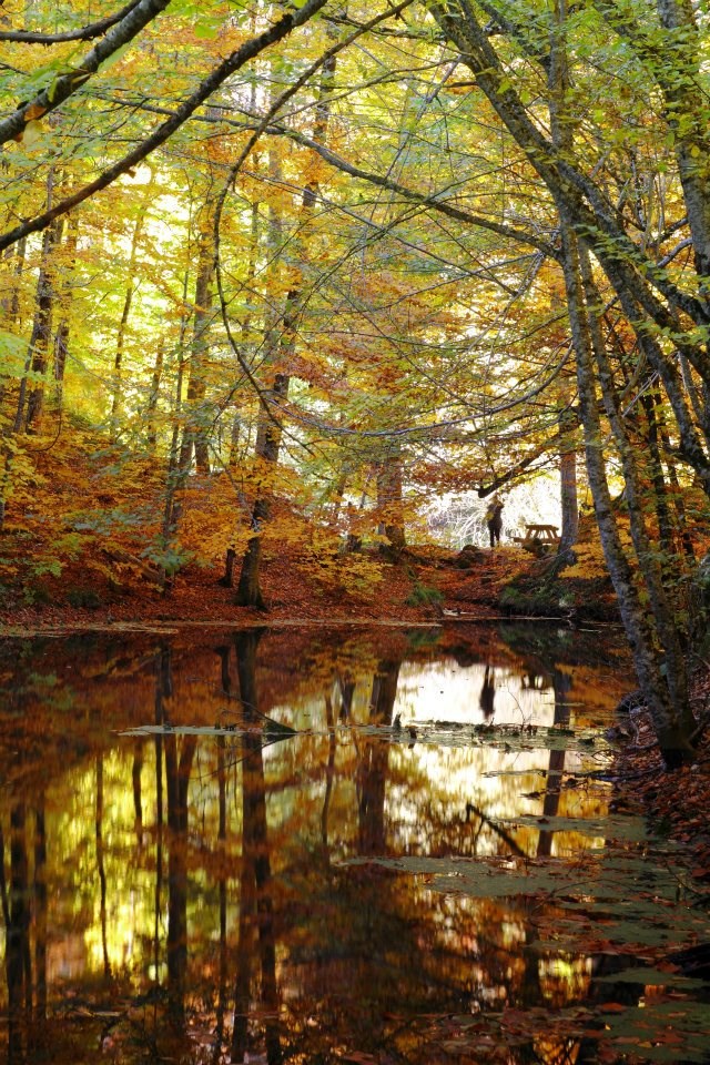 yedigöller, sonbahar rotaları, yedigöller fotoğrafları, yedigöller ulaşım, yedigöller bungalov evler, yedigöllerin isimleri, sonbaharda gidilecek yerler