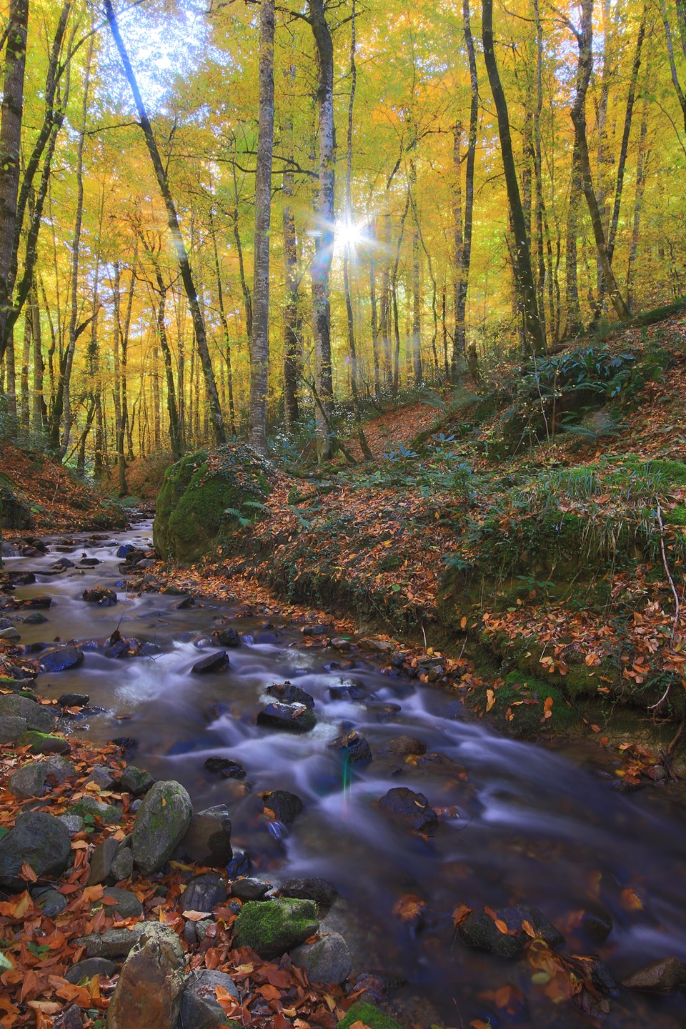 yedigöller, sonbahar rotaları, yedigöller fotoğrafları, yedigöller ulaşım, yedigöller bungalov evler, yedigöllerin isimleri, sonbaharda gidilecek yerler