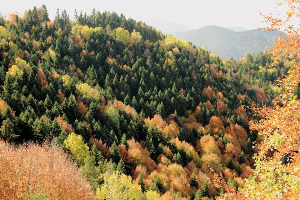yedigöller, sonbahar rotaları, yedigöller fotoğrafları, yedigöller ulaşım, yedigöller bungalov evler, yedigöllerin isimleri, sonbaharda gidilecek yerler