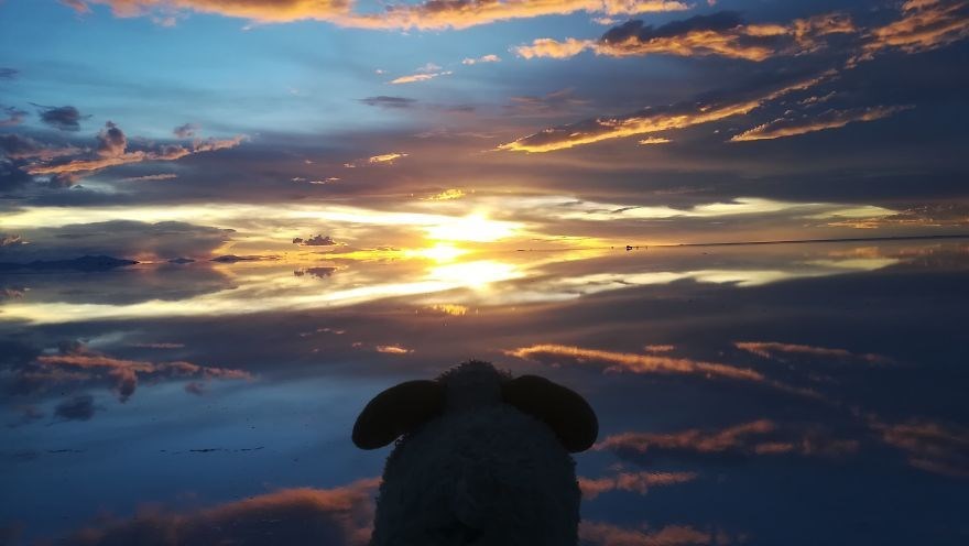 federica capozzi, gezgin koyun montone, sosyal medya fenomeni, dünya turu, instagram fenomeni hayvanlar, fenomen hayvanlar