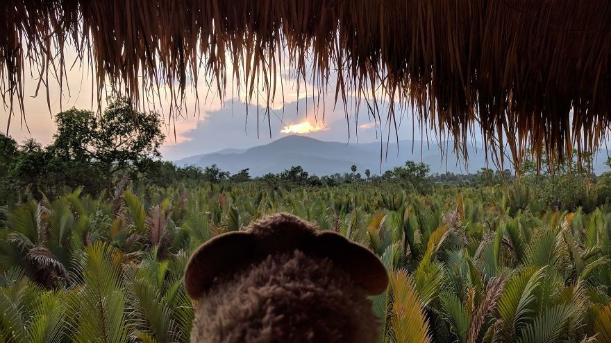 federica capozzi, gezgin koyun montone, sosyal medya fenomeni, dünya turu, instagram fenomeni hayvanlar, fenomen hayvanlar