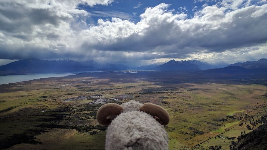 federica capozzi, gezgin koyun montone, sosyal medya fenomeni, dünya turu, instagram fenomeni hayvanlar, fenomen hayvanlar
