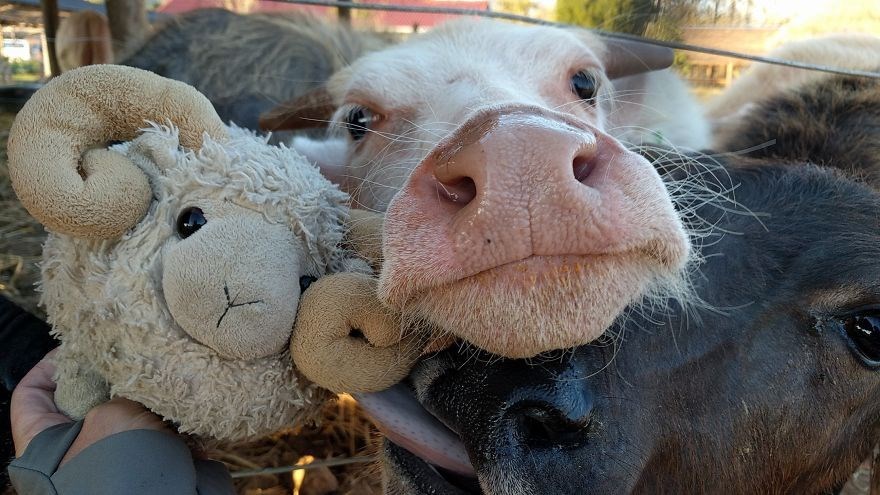 federica capozzi, gezgin koyun montone, sosyal medya fenomeni, dünya turu, instagram fenomeni hayvanlar, fenomen hayvanlar