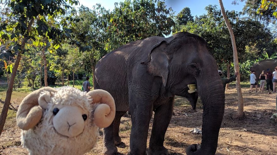 federica capozzi, gezgin koyun montone, sosyal medya fenomeni, dünya turu, instagram fenomeni hayvanlar, fenomen hayvanlar