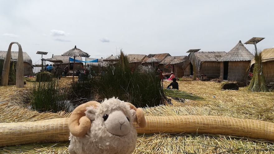 federica capozzi, gezgin koyun montone, sosyal medya fenomeni, dünya turu, instagram fenomeni hayvanlar, fenomen hayvanlar