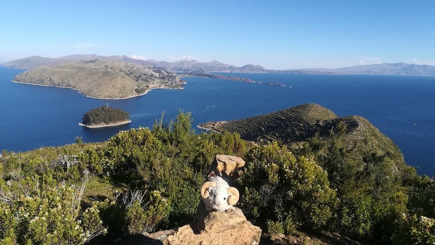 federica capozzi, gezgin koyun montone, sosyal medya fenomeni, dünya turu, instagram fenomeni hayvanlar, fenomen hayvanlar