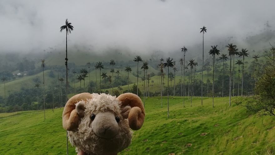 federica capozzi, gezgin koyun montone, sosyal medya fenomeni, dünya turu, instagram fenomeni hayvanlar, fenomen hayvanlar