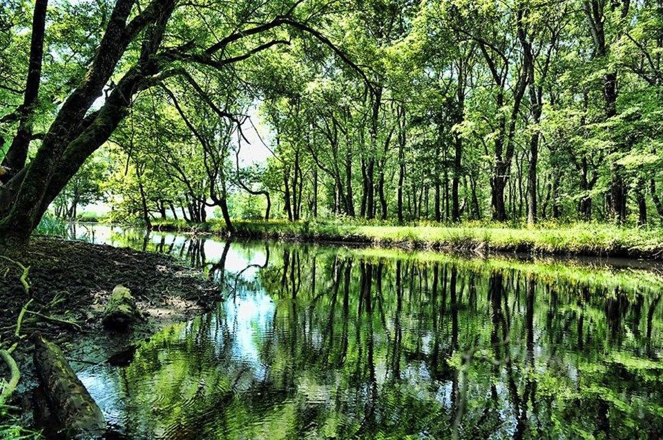 kırklareli gezilecek yerler, iğneada, longoz ormanları, iğneada ormanları
