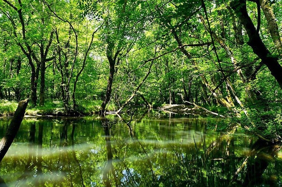 kırklareli gezilecek yerler, iğneada, longoz ormanları, iğneada ormanları