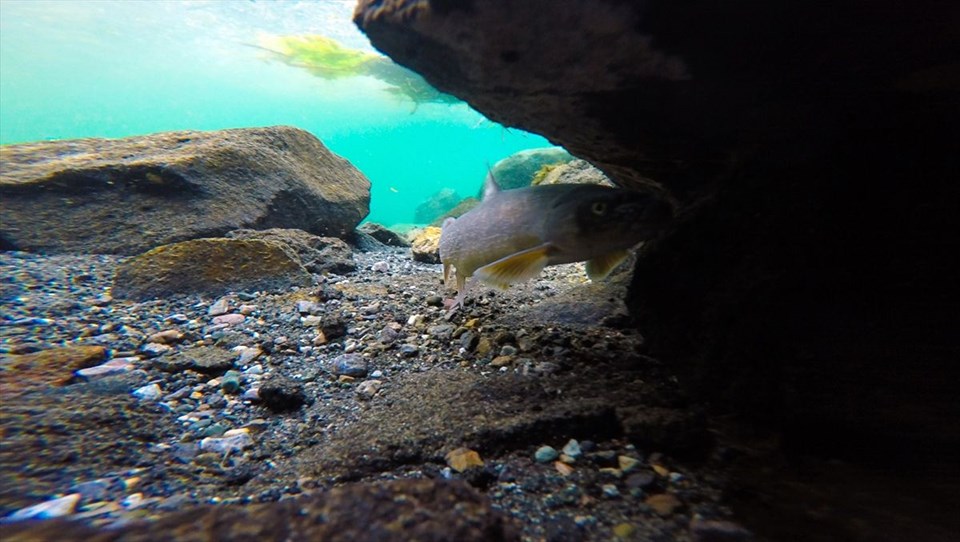 ağrı dağı, ağrı karasu, bulakbaşı, ağrı dağı etekleri, ağrı dağı akvaryum, ağrı dağı dalış