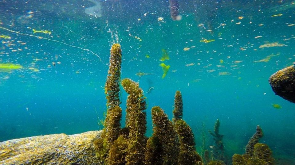 ağrı dağı, ağrı karasu, bulakbaşı, ağrı dağı etekleri, ağrı dağı akvaryum, ağrı dağı dalış