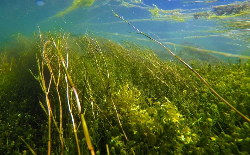 ağrı dağı, ağrı karasu, bulakbaşı, ağrı dağı etekleri, ağrı dağı akvaryum, ağrı dağı dalış