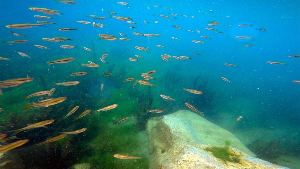ağrı dağı, ağrı karasu, bulakbaşı, ağrı dağı etekleri, ağrı dağı akvaryum, ağrı dağı dalış