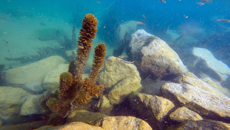 ağrı dağı, ağrı karasu, bulakbaşı, ağrı dağı etekleri, ağrı dağı akvaryum, ağrı dağı dalış