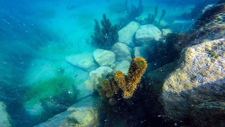 ağrı dağı, ağrı karasu, bulakbaşı, ağrı dağı etekleri, ağrı dağı akvaryum, ağrı dağı dalış