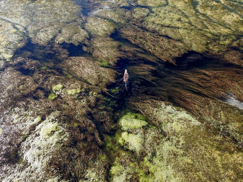 ağrı dağı, ağrı karasu, bulakbaşı, ağrı dağı etekleri, ağrı dağı akvaryum, ağrı dağı dalış