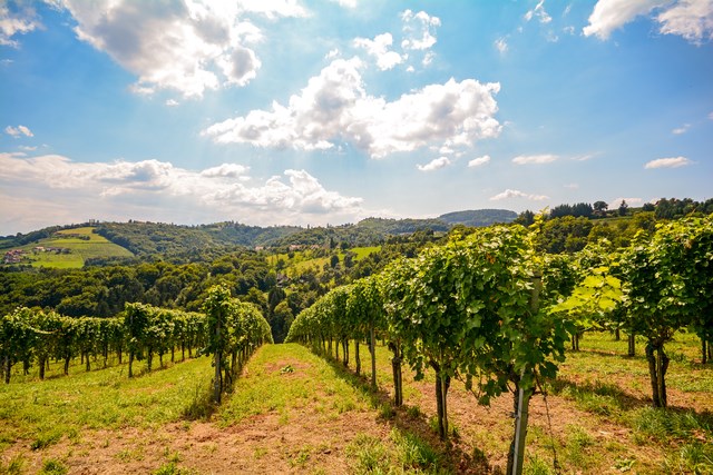 bağ bozumu, bağ bozumu rotaları, bağ bozumu ne zaman, bağ bozumu nerelerde yapılıyor, bozcaada bağ bozumu