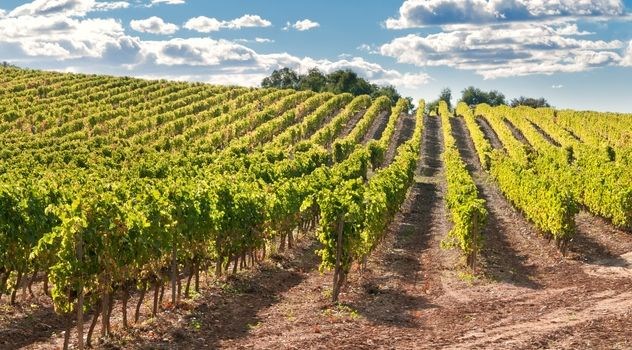 bağ bozumu, bağ bozumu rotaları, bağ bozumu ne zaman, bağ bozumu nerelerde yapılıyor, bozcaada bağ bozumu