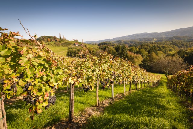bağ bozumu, bağ bozumu rotaları, bağ bozumu ne zaman, bağ bozumu nerelerde yapılıyor, bozcaada bağ bozumu