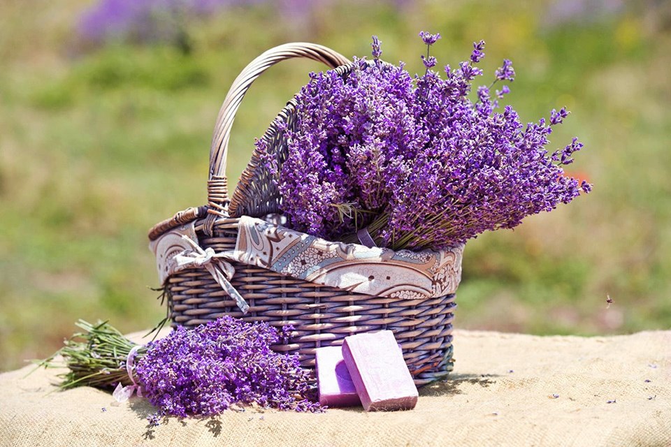 ekolojik tatil, kuyucak köyü, lavanta köyü, ısparta, lavanta kokulu köy, lavanta tarlası, lavanta turizmi, organik turizm, lavantalı ürünler