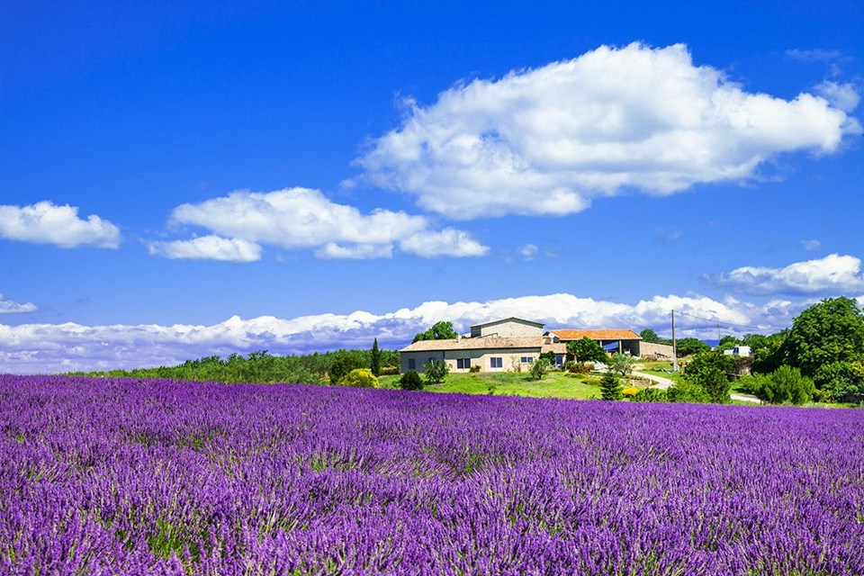 ekolojik tatil, kuyucak köyü, lavanta köyü, ısparta, lavanta kokulu köy, lavanta tarlası, lavanta turizmi, organik turizm, lavantalı ürünler