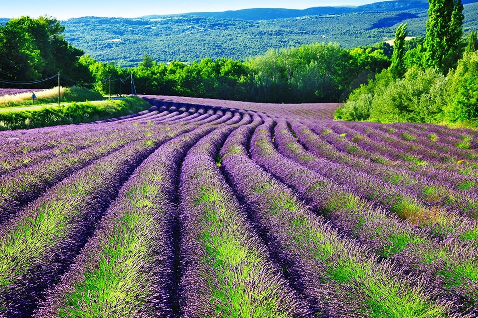 ekolojik tatil, kuyucak köyü, lavanta köyü, ısparta, lavanta kokulu köy, lavanta tarlası, lavanta turizmi, organik turizm, lavantalı ürünler