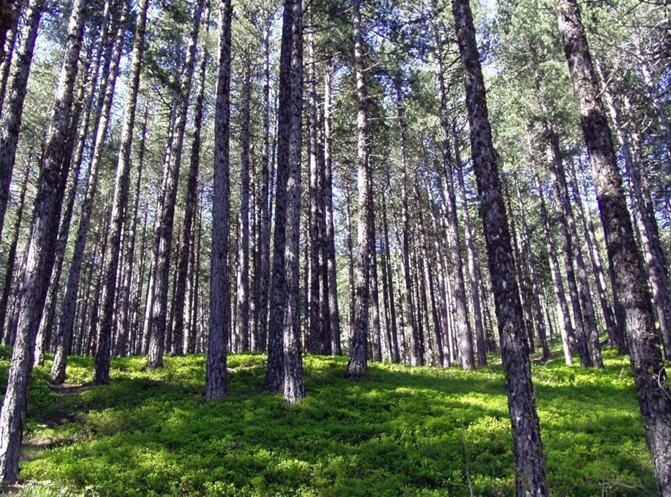 milli park, ülkemizdeki milli parklar, türkiye milli parklar, türkiye