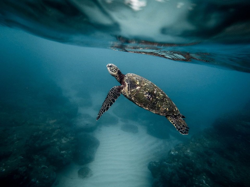 uzakdoğu, tayland, vietnam, filipinler, japonya, çin, guneykore
