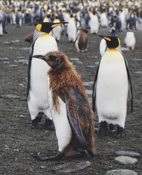 barkın özdemir, dünya turu, gezgin, türk gezginler, antarktika, antarktika gezisi, kitlesel fonlama