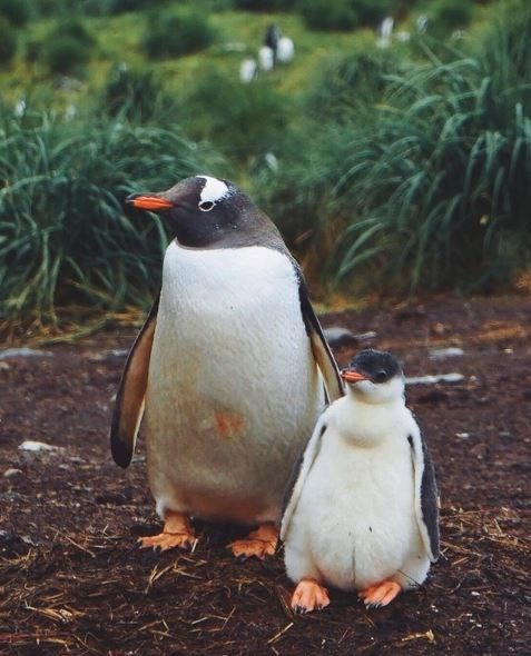 barkın özdemir, dünya turu, gezgin, türk gezginler, antarktika, antarktika gezisi, kitlesel fonlama
