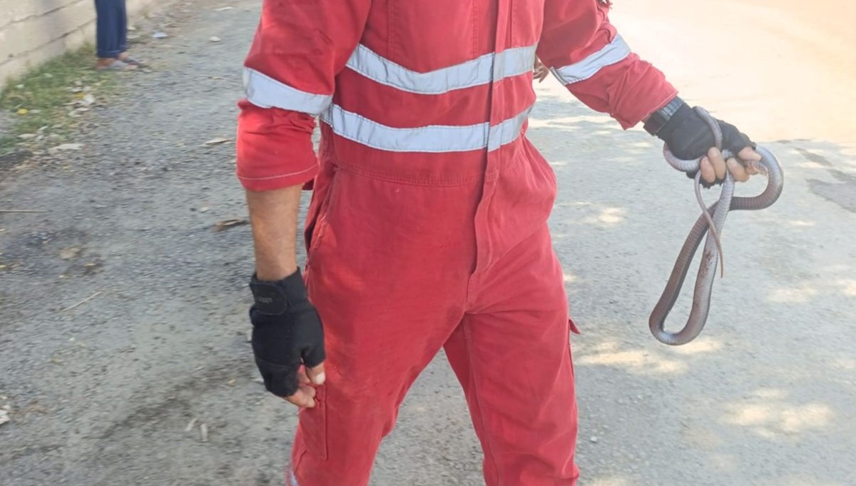 Hatay'da yılan paniği