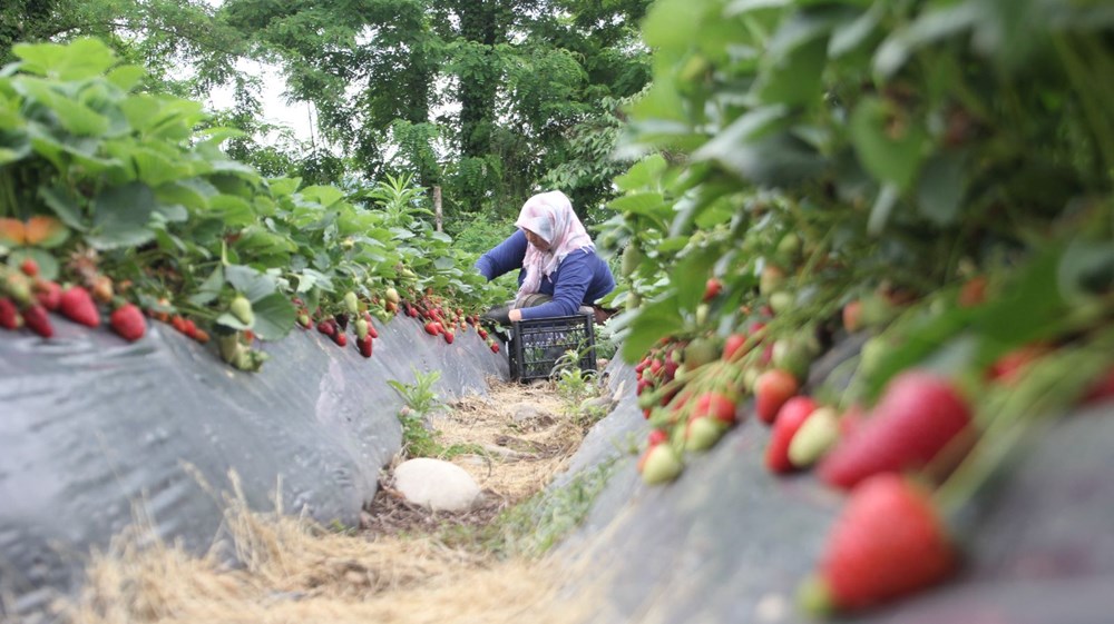 sgcqPPHJH0Glw4gWFWt7QQ