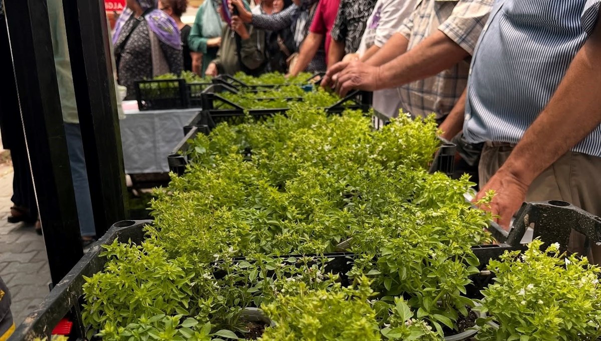Doğal sivrisinek kovar fesleğenler yoğun ilgi gördü