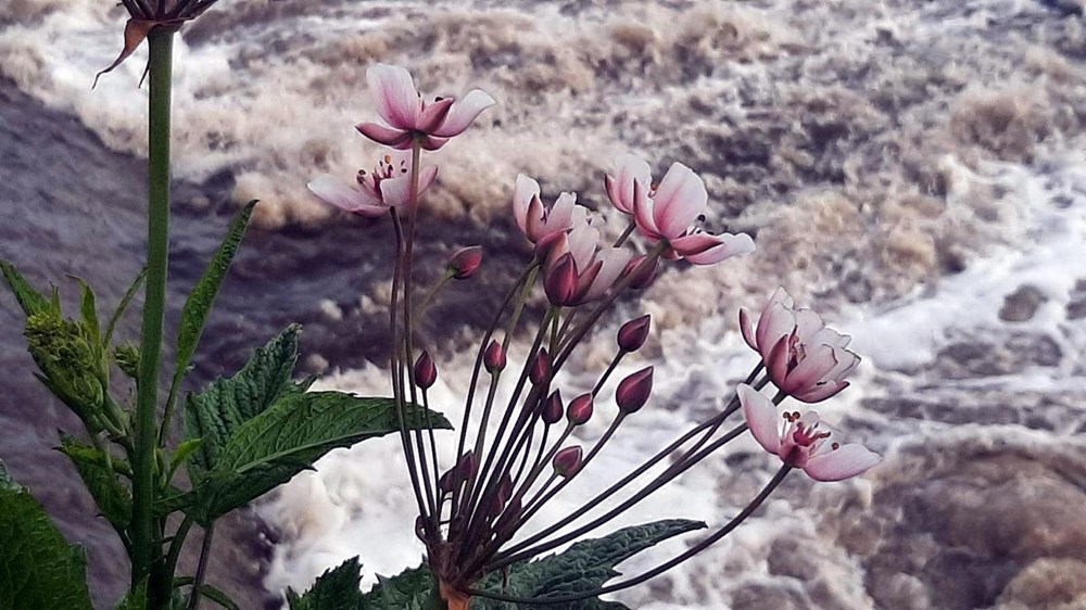 Ergene Nehri, Trakya'da zehir saçıyor - 8