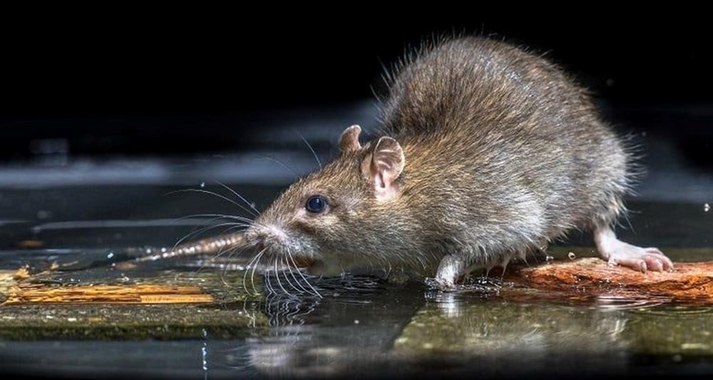 New York'u fareler bastı: Sıçan Şefi'ne 170 bin dolar maaş - 6