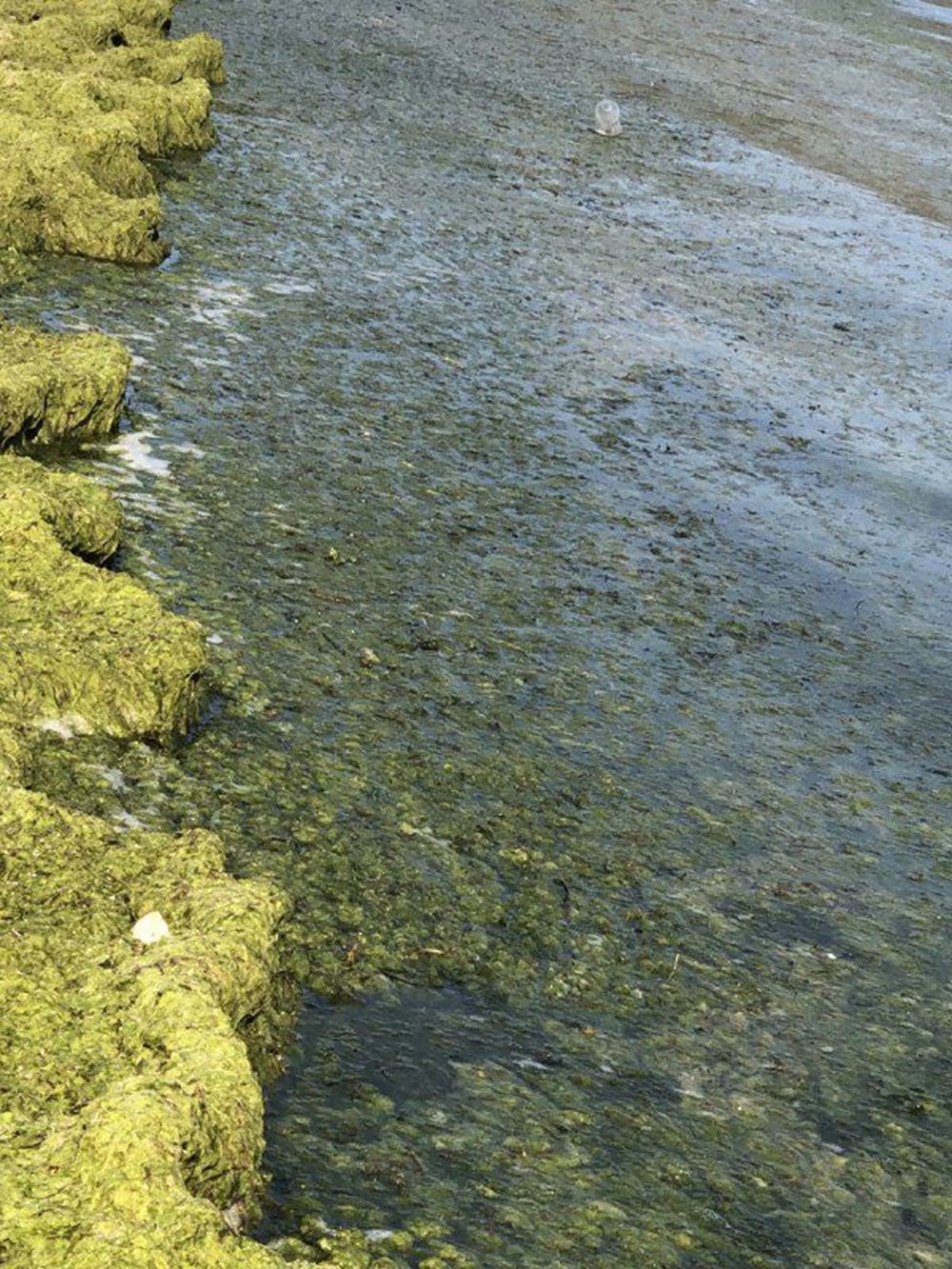 Beyşehir Gölü'nde alg patlaması: Suyun rengi yeşile döndü - 3