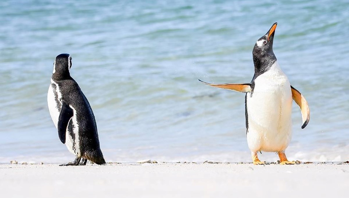 Antarktika'daki buz kırılmasında binlerce penguen öldü