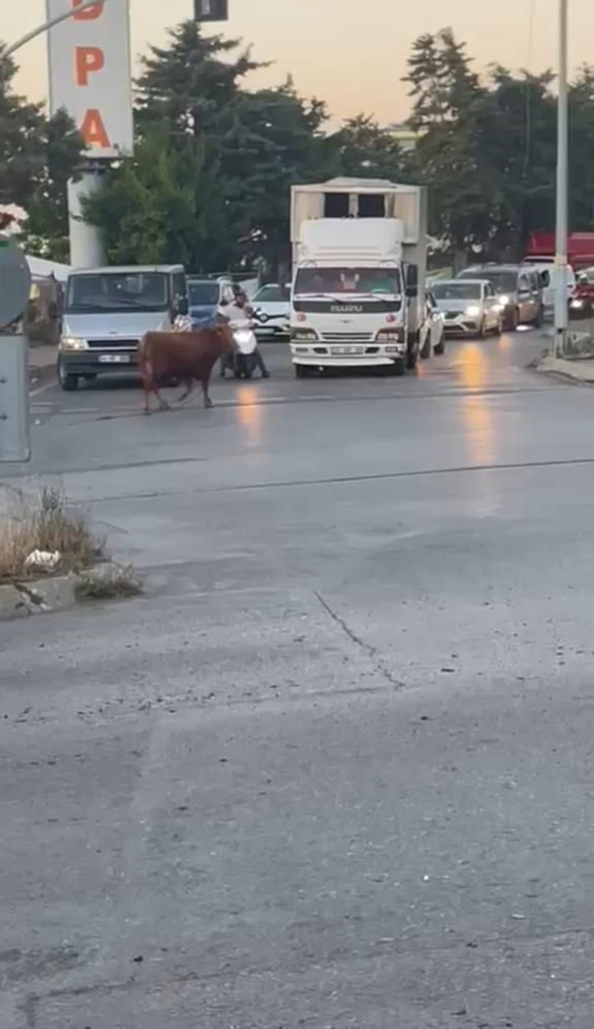 İstanbul’da kaçan dana ortalığı birbirine kattı: Motosiklete boynuz attı, sürücüsü son anda kurtuldu