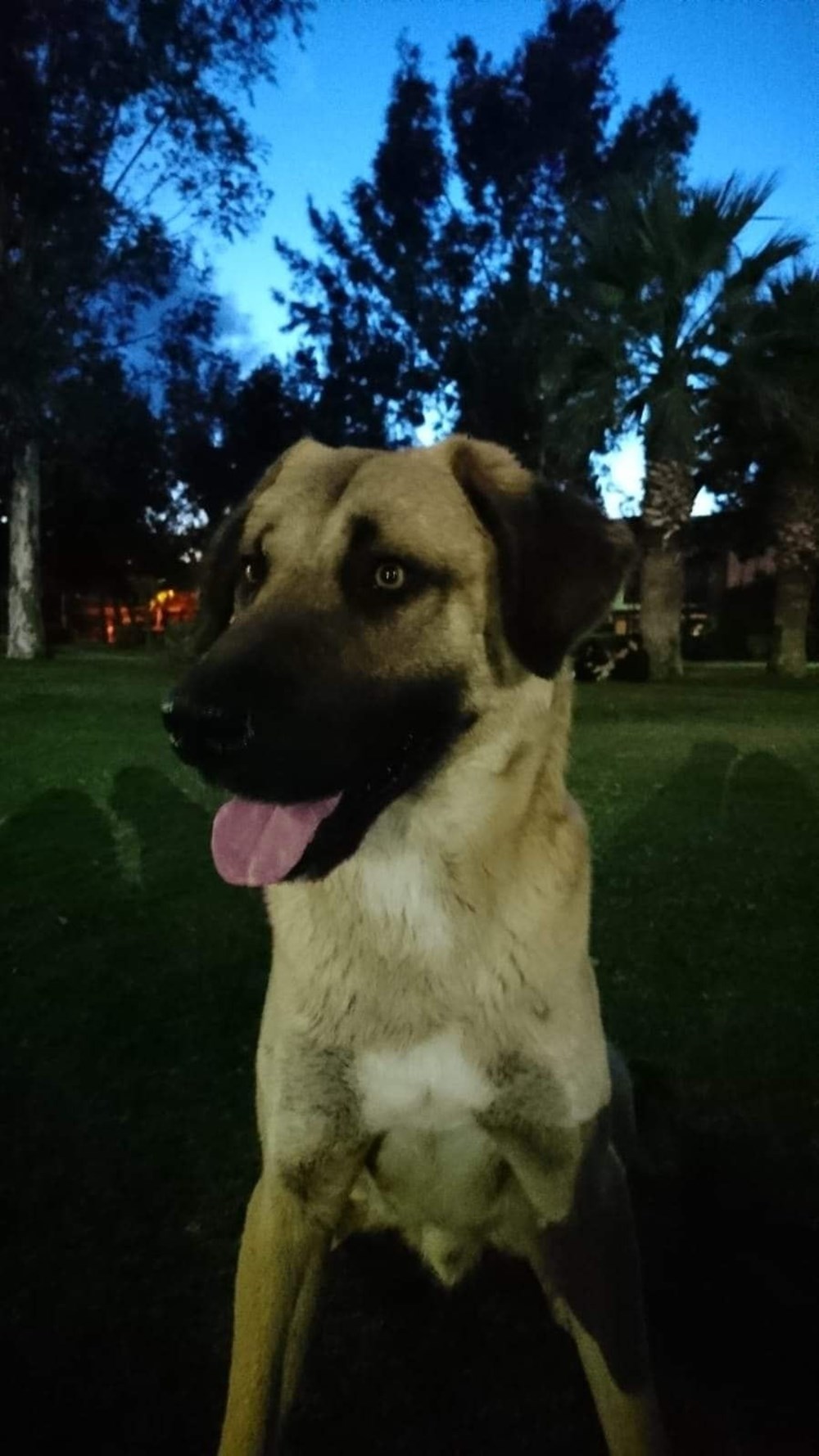 İzmir’i toplu ulaşımla gezen köpek Sam bulundu - 11