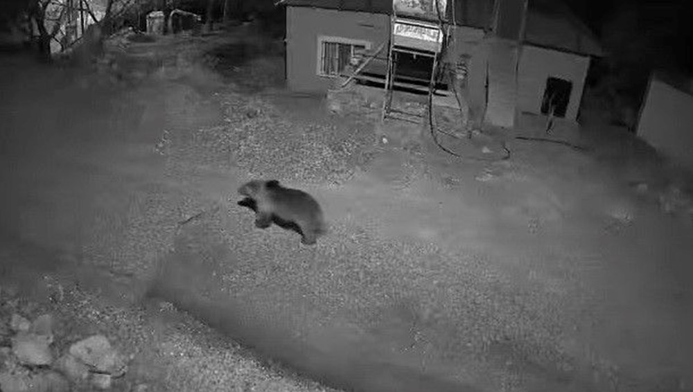 Köyün içinde ayı, kurt ve tilki aynı gece kameraya yakalandı - 1
