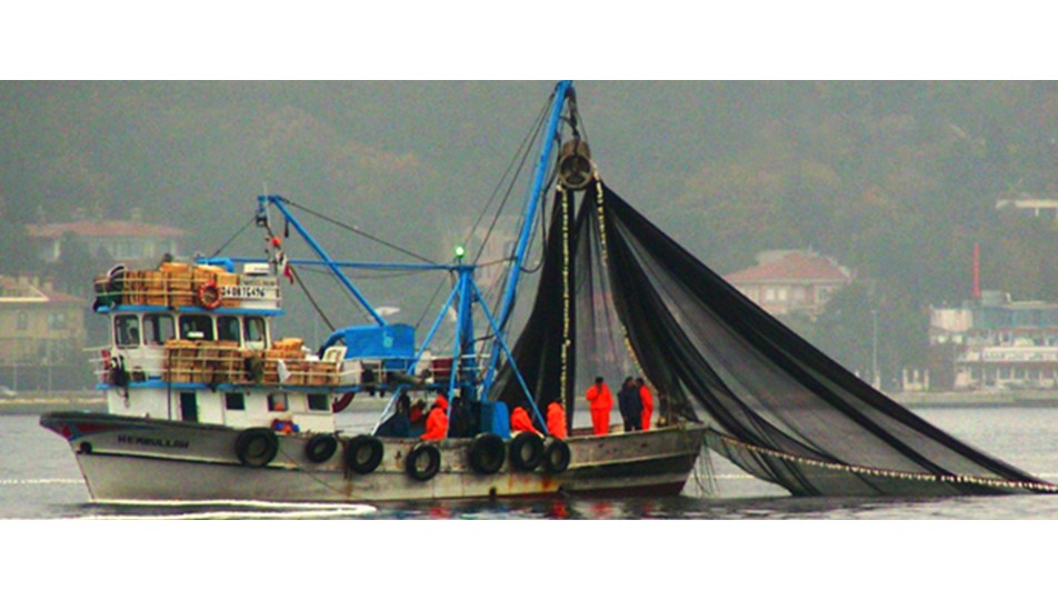 Karadeniz'de istavrit ve palamut bolluğu