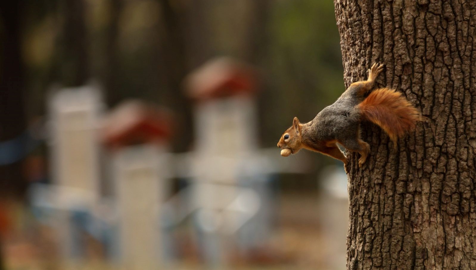 Japonya y�zlerce sincab� itlaf etmeye karar verdi