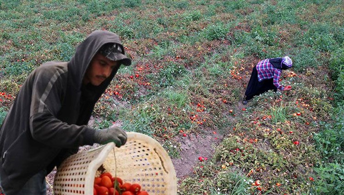 Pazarda, markette 4 katı fiyata satılıyor! Aşırı sıcaklar sebebiyle yarısı tarlada yandı, hasat etken başladı Pazarda, markette 4 katı fiyata satılıyor! Aşırı sıcaklar sebebiyle yarısı tarlada yandı, hasat etken başladı