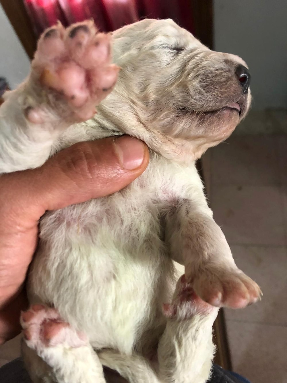 İtalyada Yeşil Tüylü 1 Köpek Doğdu - www.dergikafasi.com.tr