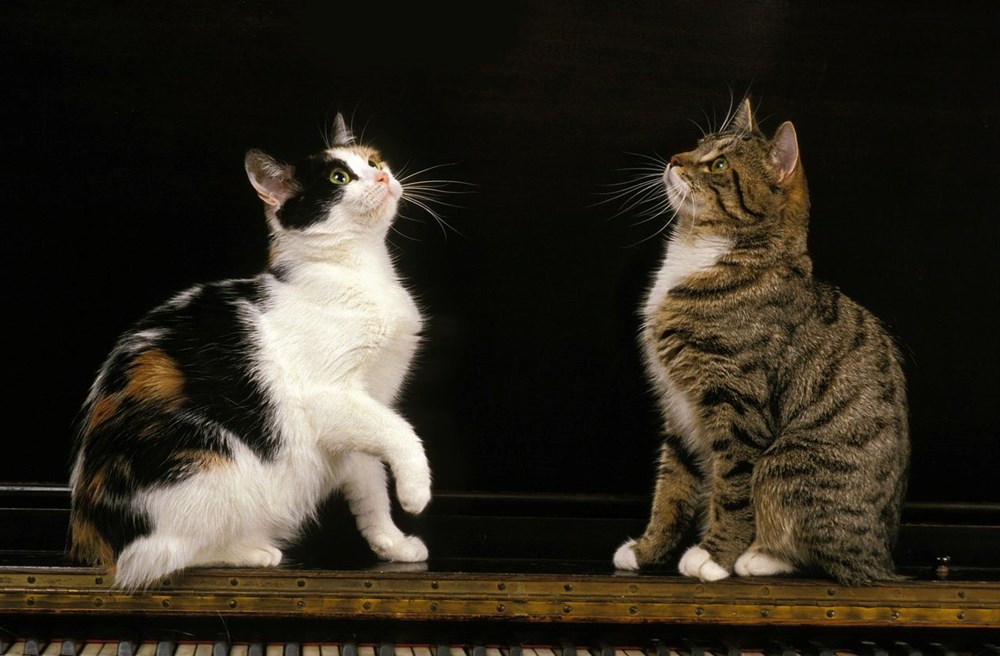 Bilim insanları en güzel ve en çirkin kedi türlerini açıkladı (Türkiye'ye özgü iki kedi türü listede) - 16