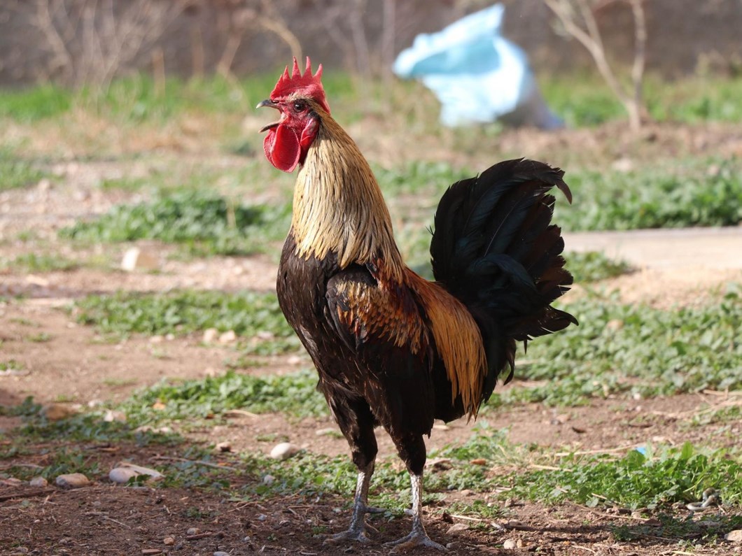 Oterken Bayilan Denizli Horozu Icin Otomobil Teklif Edildi Son Dakika Turkiye Haberleri Ntv Haber Oterken Bayilan Denizli Horozu Icin Otomobil Teklif Edildi Son Dakika Turkiye Haberleri Ntv Haber