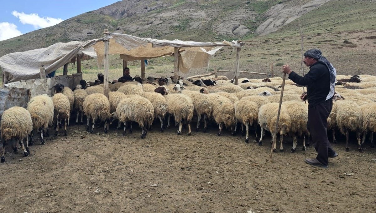 Her yaz yayla kiralıyor: Geçimlerini böyle sağlıyorlar