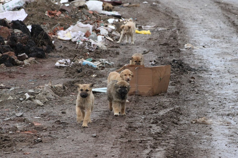 70 sokak köpeği dağlık alanda ölüme terk edildi - 7