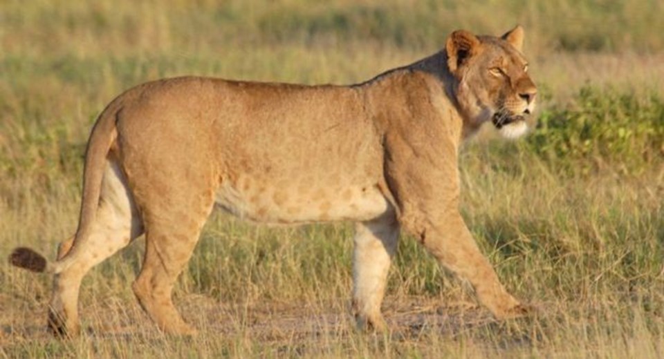 Etiyopya'ya yeni bir aslan grubu bulundu - 1
